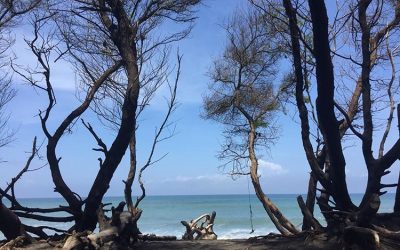 Pantai Goa Cemara, Sensai Wisata Pantai Yang Indah Nan Asri