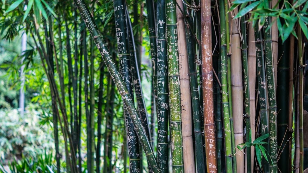 wisata bambu, dari kebun hingga anyaman merupakan pemanfaatan dari bambu